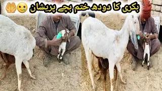 Bakri Ka Dodh Kahtm Ho Gaya Sardi Ki wajah sa 🥲🥲 | Goat Farming | Goat 🐐 