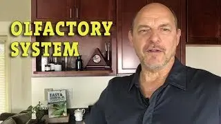 Olfactory System and Essential Oils