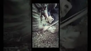 Wilderness Living Skills & Animal Tracking Course
