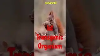Transgenic Mouse#biotechnology #geneticengineering #GMOanimals#animalbiotechnology#viralvideo#viral
