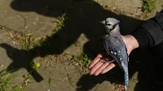 Increase in sick or dying birds