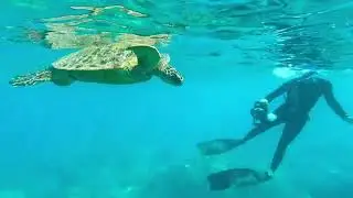 Amazin Snorkelling with a turtle - Maui Hawai'i