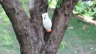 Белка пьёт водичку из бутылки ) The squirrel drinks water from a bottle)