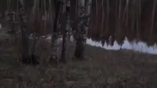Кто то воет в лагере туристов! Жуткий вой в лесу!