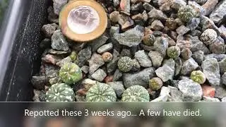 10 Month old seedlings update. Various Ariocarpus, Lophophora and Astrophytum