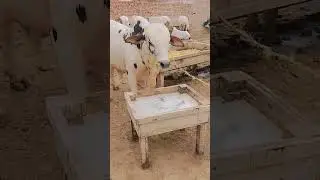 Bachra Farming: Intihai Munafa Bakhsh Aur Kam Risk Business#BachraFarming#MunafaBakhshBusiness