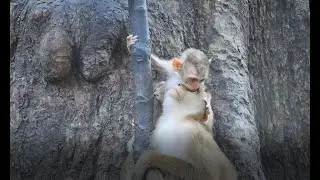 Thor was orphan Baby poor monkey get protection by Libby & they lived with team Sovana.!@