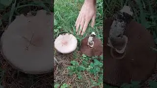 ⚠️Achtung! Giftige Champignons!⚠️ Karbolegerling, Agaricus xanthodermus (#podcast #fungi #nature)