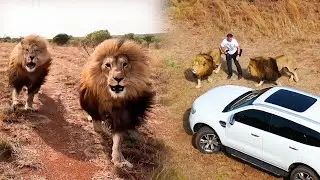 Meet the Characters: A Unique Bond with LIONS | The Lion Whisperer