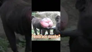 rjct hmanty, embrc mnke  #monke #bathhouse #embracechange