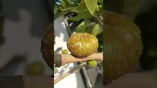 BUAH AWAR AWAR YANG DI ABAIKAN ‼️ FICUS SEPTICA #awarawar #ficusseptica #ficusplant  #ficus #awar 