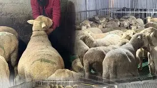 How to protect our sheep farm from diseases 