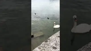 A white swan chilling in Lucerne&rsquo;s Reuss river! #swan #river #lucerne #tourism
