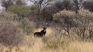 Sable hunting in Namibia with Zana Botes Safari