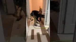 Hardwood Flooring Install #hardwoodflooring #installation #festool #bostitch #renovation