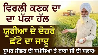 ਕਣਕ ਵਿਰਲੀ ਰਹਿ ਗਈ? 🌾 | ਬਾਬਾ ਜੀ ਨੇ ਦੱਸਿਆ ਬਰਾਬਰ ਕਰਨ ਦਾ ਪੱਕਾ ਇਲਾਜ | Wheat Farming Tips