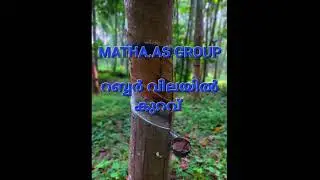 today rubber price