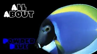 All About The Powder Blue Tang