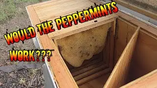 Layens Hive Beatle Problems and Peppermint Results