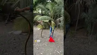 Snake tufani Rescue - Rat snake in Home