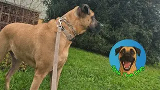 Stok The Dog Walking Through European Streets | Pure Joy on Four Paws 🐾