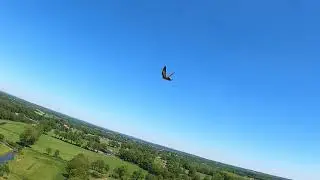Birdseye view /FPV from Robotic Falcon