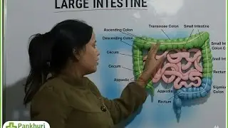 || Anatomy and physiology of large intestine||
