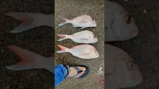 Three snappers caught off the wharf #fishing #auckland #fishingnz #mancing #landbased #snapper