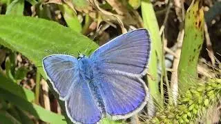 2025-10-03 LJUBLJANA Prule LEPIDOPTERA Metuljček MODRIN