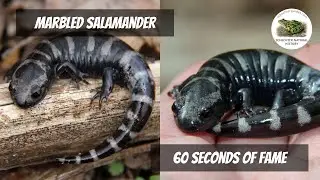 The Marbled Salamander on 60 seconds of fame