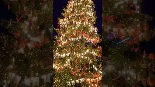The main Christmas tree of St. Petersburg. #spblife #travel #sanktpeterburg