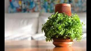 The Wonderful Terraplanter