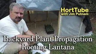 Backyard Plant Propagation 5 - First Cuttings - Rooting Lantana