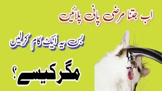 5 Tips To Help Your Cat Drink Water || boli ko Pani Kesy pilaye || snow ki dunya