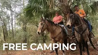 Free camping/ Three Lakes WMA Florida