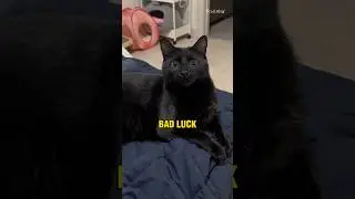You think black cats bring bad luck?! Here&rsquo;s why it&rsquo;s not true 🐈&zwj;⬛🤷🏻&zwj;♀️ #shorts #short #cat