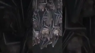 Monfort Bat Sanctuary (2.8M bats) #bats #sanctuary #samalisland #wings #youtubeshorts #animals