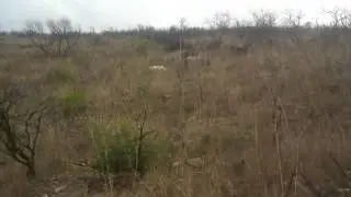 SETTER INGLESE DANA E LULA NIPOTE DI KAPO' SU PERNICI SARDE.mp4