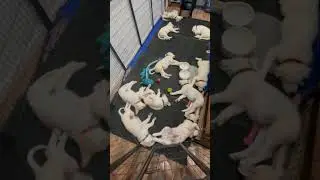 Watch These Adorable White Puppies Sleep Soundly