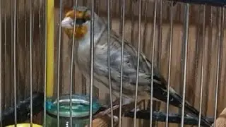 reclamo de mixtos papillero cantando jilguero