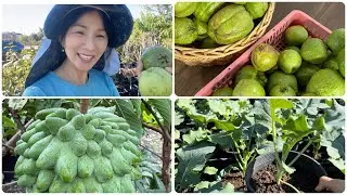Van's Nursery  Sale Lan &Uacute;c, C&aacute;c Giống Mận, Ổi,Xo&agrave;i, M&atilde;ng CầuV&agrave; Nhiều loại C&acirc;y Qu&yacute; Hiếm In Winter