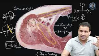 Transverse Section -  Axilla Anatomy - NEET PG/AIIMS