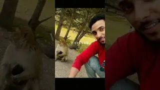 Barbary Macaque Monkeys in Morocco🇲🇦