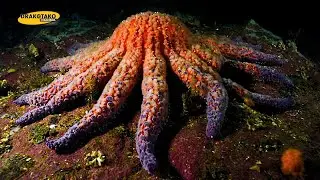 TOP 10 ESTRELLAS DE MAR M&Aacute;S INCRE&Iacute;BLES DEL MUNDO | ANIMALES EXTRAORDINARIOS