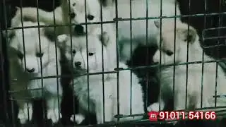 Garman Spitz puppy for sale | dog market bongaigaon | call 91011 54166 #garmanSpitz #puppy #petshop