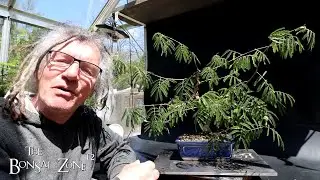 Spring Pruning My Powderpuff Calliandra, The Bonsai Zone, May 2025