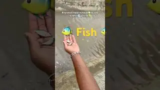 Fishing in khet😂🌾#farming #thindfarms #punjab #fishfarming #fishing #river #dam