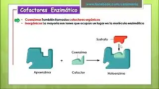Els Enzims
