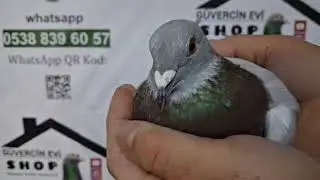 12 Numaralı sahiplendirme videomuz 