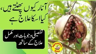 Why do Pomegranate Crack / آنار کیوں پھٹتے ہیں، مکمل علاج کے ساتھ